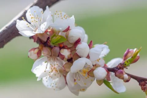 Flowers of white cherry. Stock-Fotos
