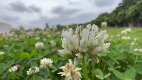 Flowers-white clover Stock Footage 196156227