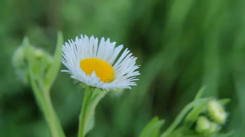 Flowers White Daisies Stock Footage 64269210