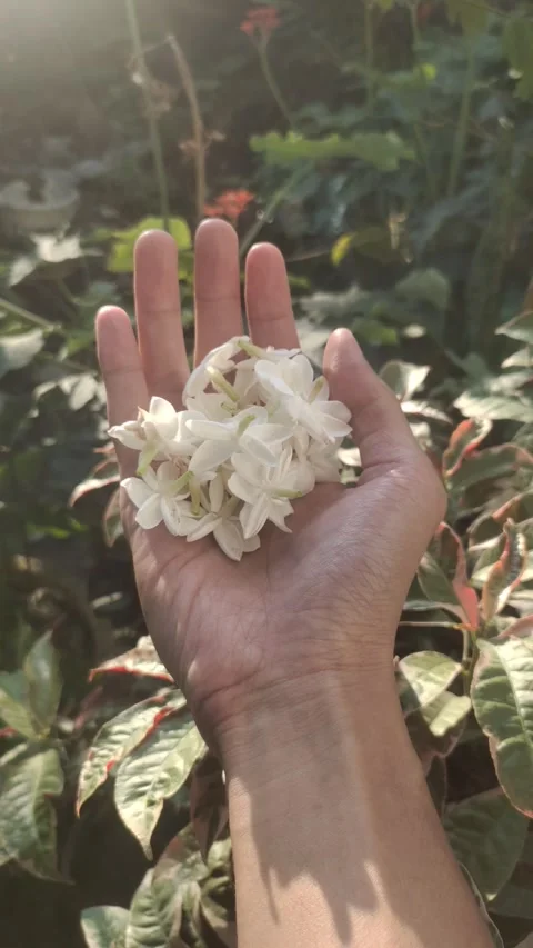 The Flowers of White Jasmine Stock Footage 290285459