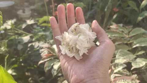 The Flowers of White Jasmine Stock Footage 290285471
