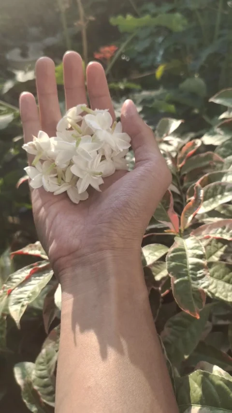 The Flowers of White Jasmine Stock Footage 290285491
