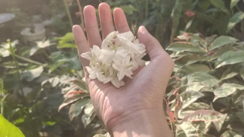 The Flowers of White Jasmine Stock Footage 290285509