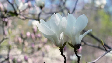 Flowers of white magnolia Stock Footage 118708317