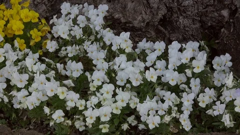 Flowers of white pansy Stock Footage 85390914