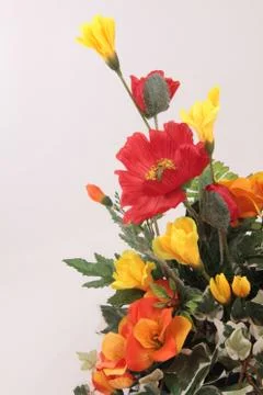 Flowers on white Stock Photos