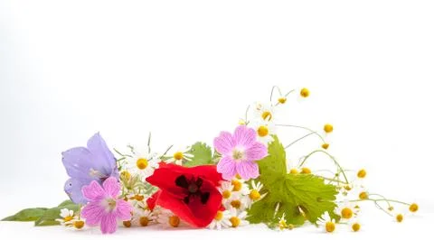 Flowers on white Stock Photos