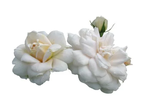 Flowers of a white rose. Stock Photos