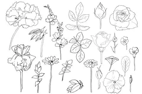 Flowers white set vector art Illustrazione stock