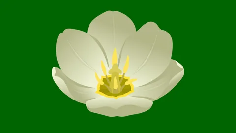 Flowers White Tulip Stock Footage 85643698