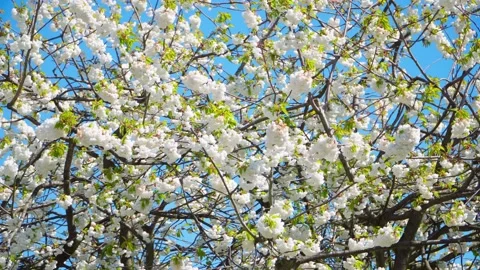 Flowers of wild cherry. Camera move right. Stock Footage 153868602