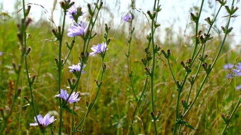 Flowers of wild chicory endive among meadow grass. Wildflower grassland Stock Footage 163496025
