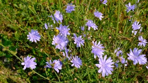 Flowers of wild chicory endive among meadow grass. Blooming chicory swaying in Stock Footage 167795384