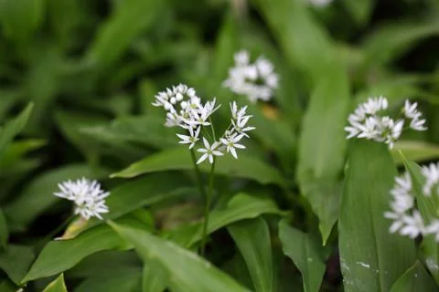Flowers of wild garlic or ramsons, Allium ursinum, a wild form of garlic used Stock Photos