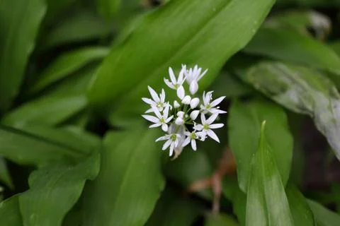 Flowers of wild garlic or ramsons, Allium ursinum, a wild form of garlic used Stock Photos