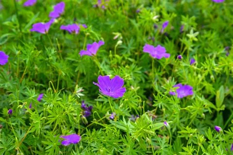 Flowers a wild geranium Foto stock