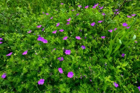 Flowers a wild geranium Stock Photos