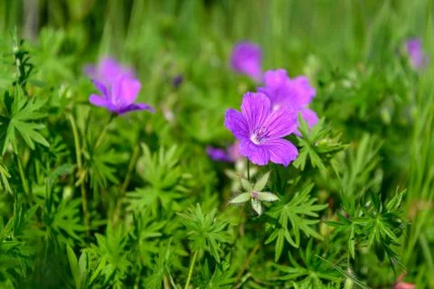 Flowers a wild geranium Foto stock