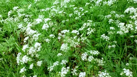 Flowers wild Hemlock. Stock Footage 112216249