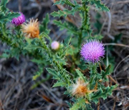Flowers in wild Stock Photos
