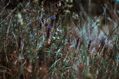 Flowers wild Stockfoto's
