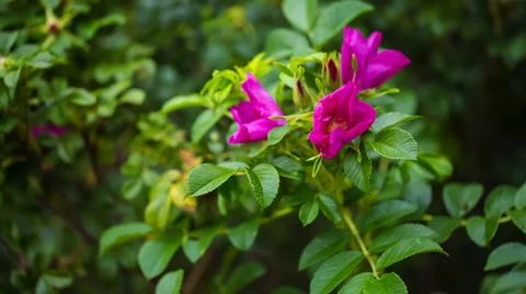 Flowers of wild rose growing in forest 動画素材 58670045
