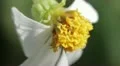 Flowers   wildflower macro 03282012-1 -- H264 HD Footage
