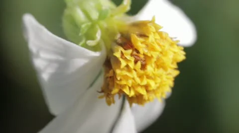 Flowers wildflower macro 03282012-1 -- H264 Stock Footage