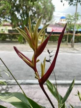 Flowers that will bloom 库存照片