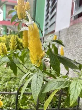 Flowers that will bloom Stock Photos