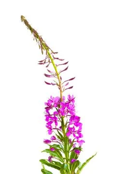 Flowers of willow-herb (Ivan-tea) Stock Photos