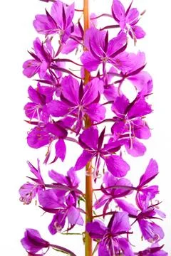 Flowers of Willow-herb (Ivan-tea), closeup Stock Photos