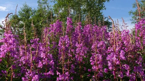 Flowers willow-herb in the sunlight on a summer day. Stock Footage 136481376