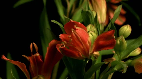 Flowers wilt Video stock 57675045