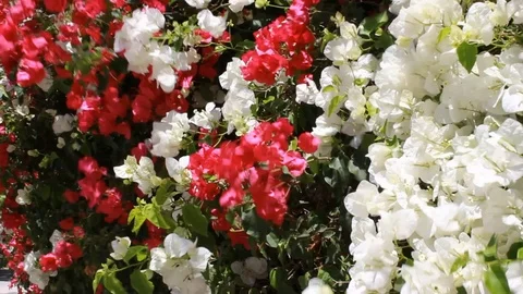 Flowers in the Wind 1 Outdoors Gust Red White Plants Stock Footage 77094515
