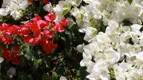 Flowers in the Wind 2 Outdoors Gust Red White Plants Stock Footage 77092699