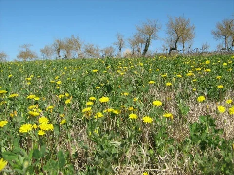 Flowers in the wind 2K 25p 4.3 Time Lapse Stock Footage 105408751