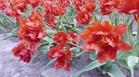 Flowers in a wind. 4K UHD Stock Footage 63038315