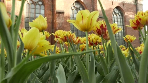 Flowers in a wind. 4K UHD Vídeo Stock 63038354