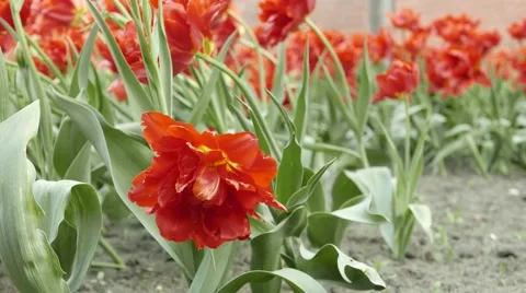 Flowers in a wind. 4K UHD Vídeo Stock 63038364