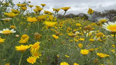 Flowers in the wind. 4K wildflowers Stock Footage 175979058