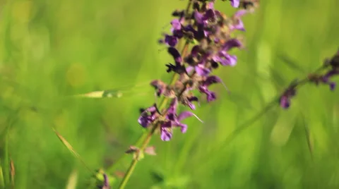 Flowers, wind and background grass Stock Footage 36348131