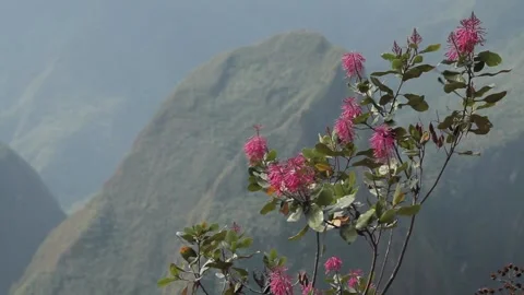 Flowers with wind and mountains. Machu Picchu, Cusco, Peru Stock Footage 130463534
