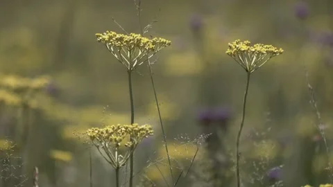 Flowers in the wind blowing and moving with shallow depth of field Stock Footage 231704237