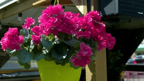 Flowers, wind blowing, camera moving Stock Footage 233996755