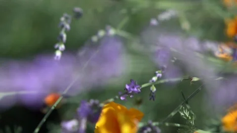 Flowers in the wind cinematic slow motion shot Video stock 95937676