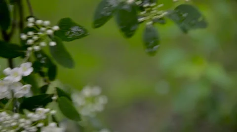 Flowers in the wind with dew drops Stock Footage 62454497