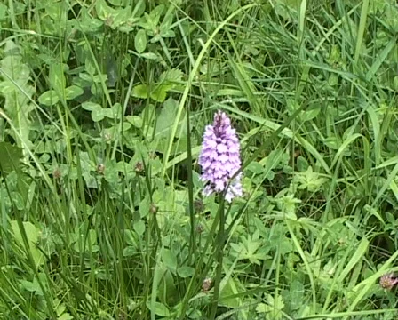 Flowers in the wind Stock Footage 71009