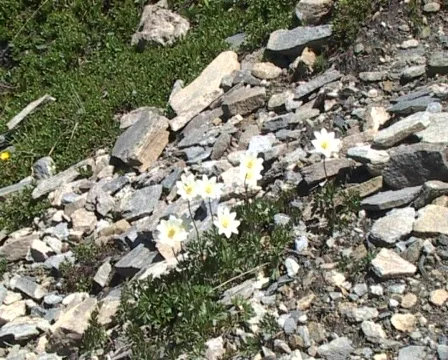 Flowers in the wind Vídeo Stock 71047