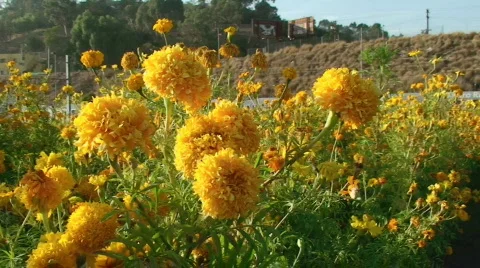 Flowers in Wind Stock Footage 284725
